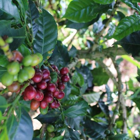 Finca Cafetera El Coral Jardín Esterno foto