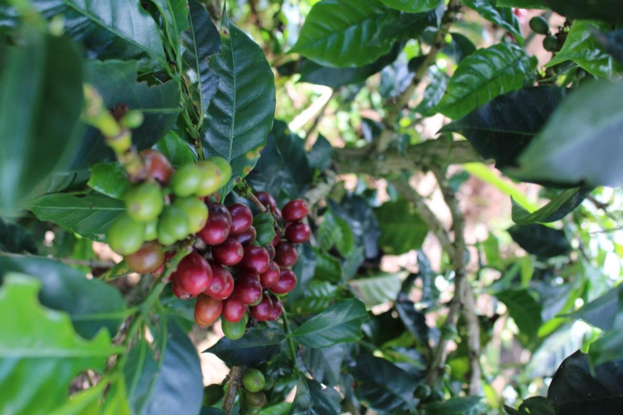 Finca Cafetera El Coral Jardín Esterno foto